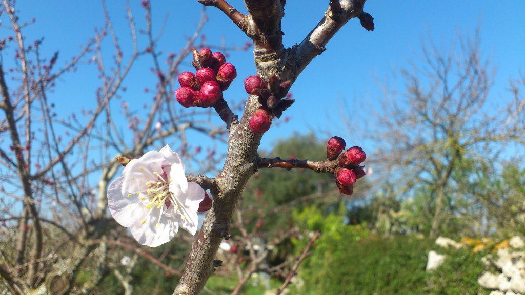 S'explicarà com empeltar els arbres de fruita