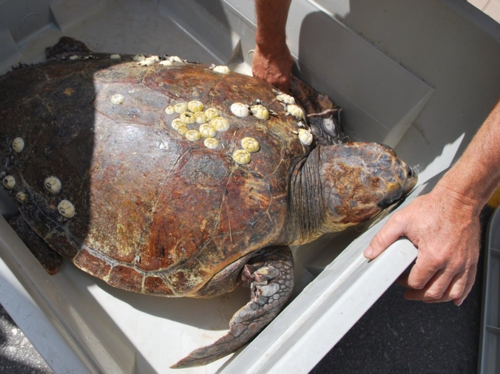 La tortuga es va transportar en una banyera a posta, amb aigua