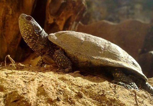 La tortuga d'aigua, protagonista dels tallers en família d'aquest proper dijous.