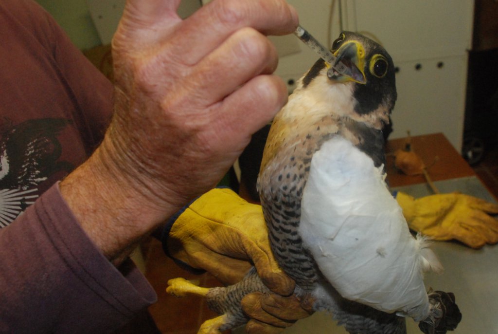 Un falcó atès al Centre de Recuperació de Fauna Silvestre del GOB