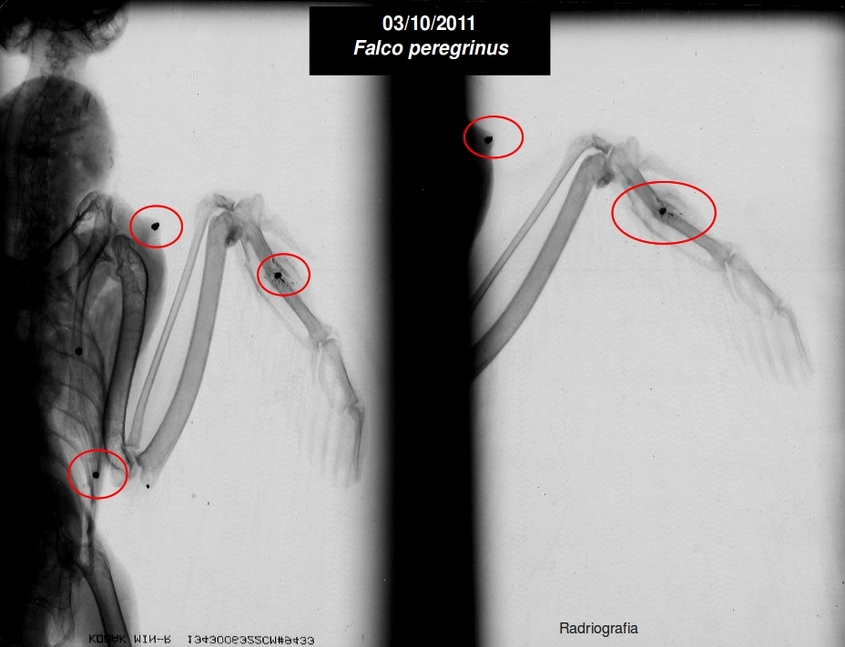 Radiografia d'un falcó tirotejat recollit a Menorca