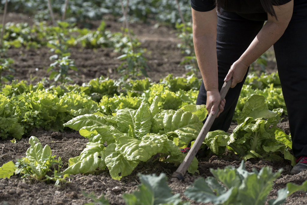 Horta ecològica