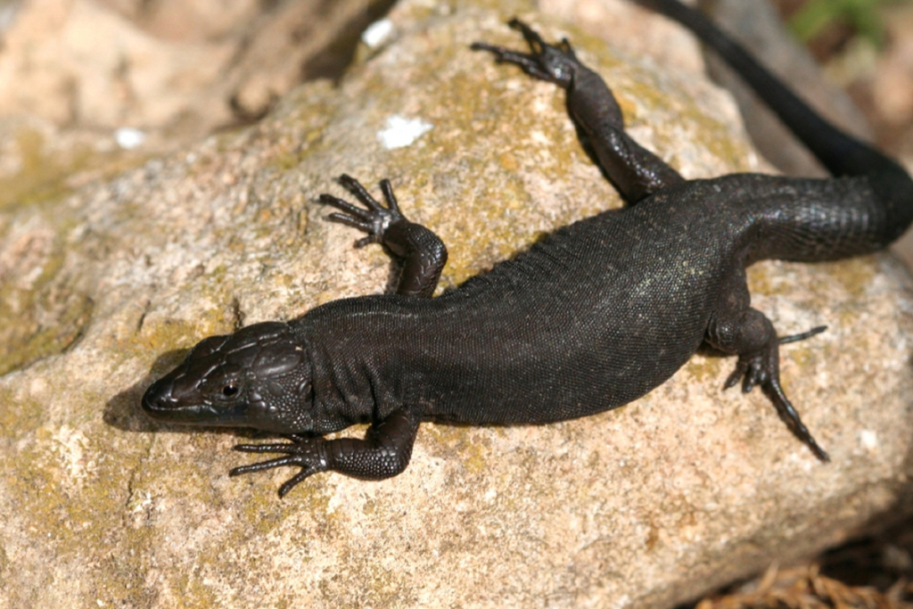 Sargantana de l'Illa de l'Aire