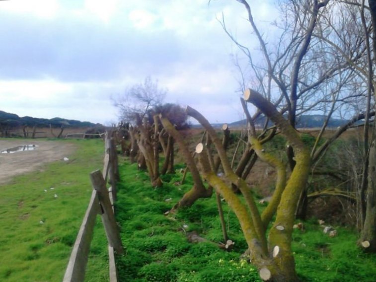 Els tamarells actuaven de pantalla visual per a la fauna del prat