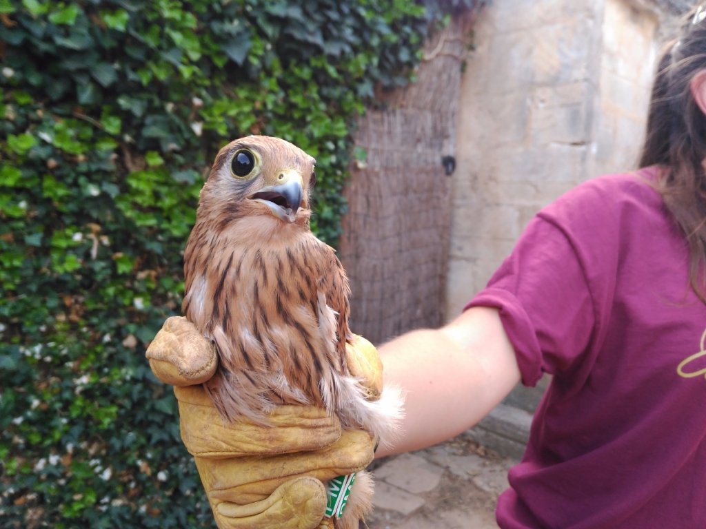 Un xòric alliberat al Centre de Recuperació.