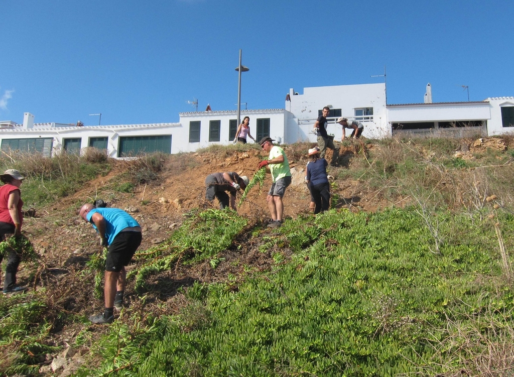 El Carpobrotus cobria àmpliament la zona.