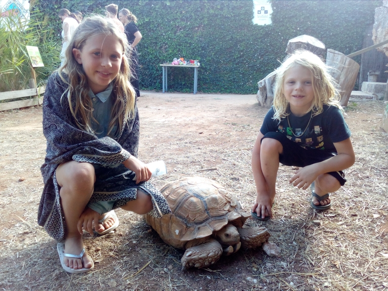 Al Centre també hi tenim altres tortugues, algunes d'exòtiques, aprèn sobre la seva història