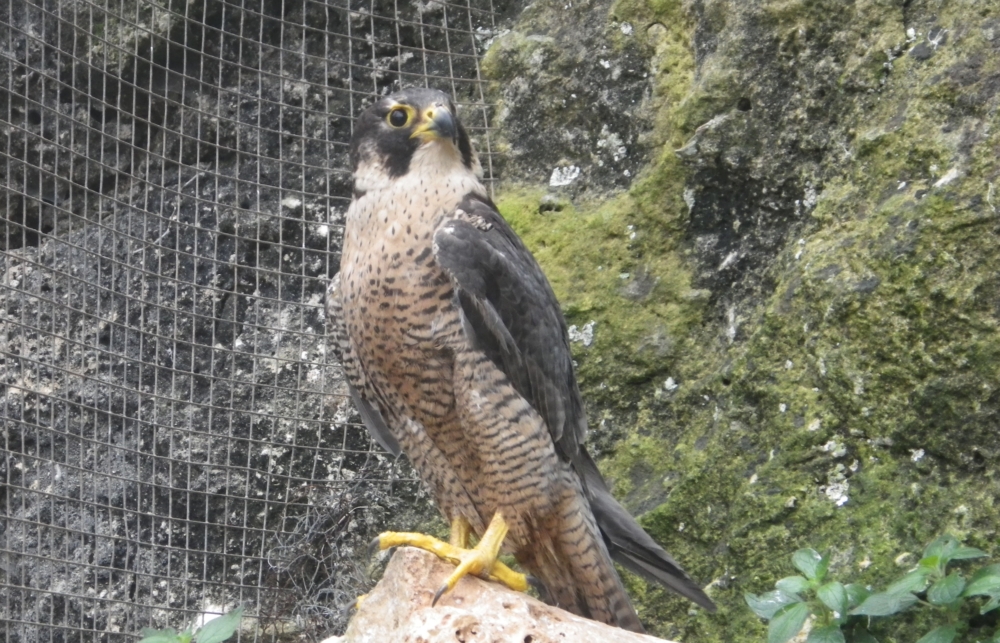 Falcó (Falco peregrinus) resident a l'hospital d'animals