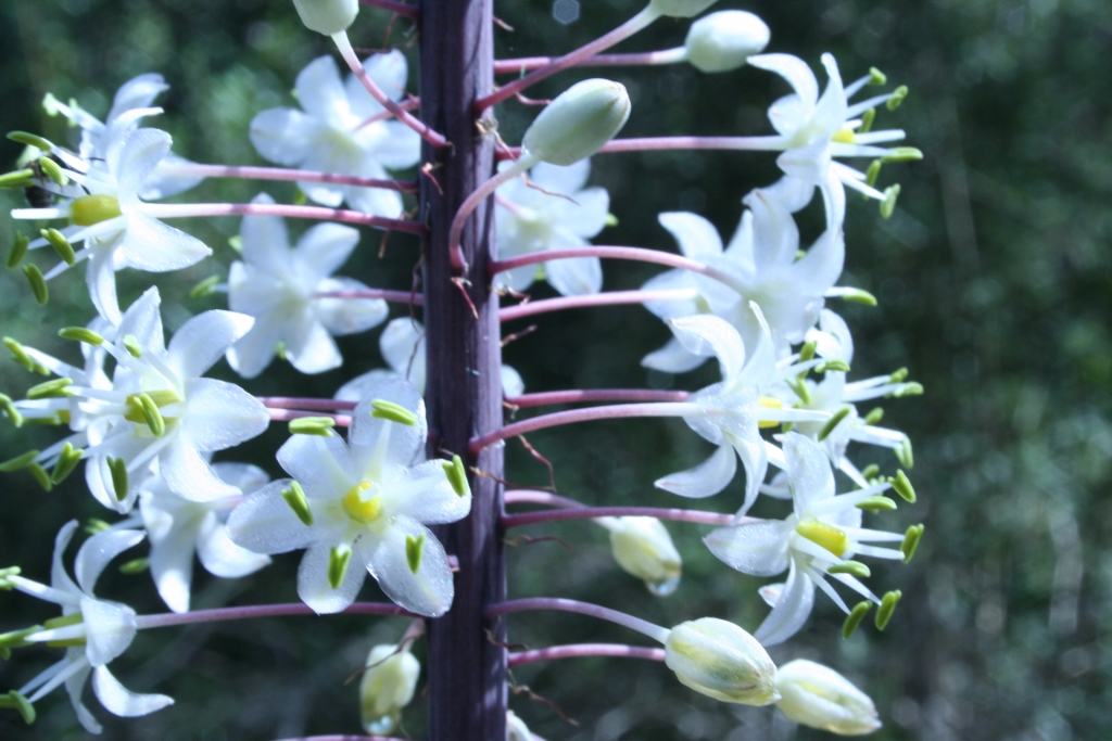 La ceba marina (Urginea maritima) és una de les plantes que està florida en aquest moment