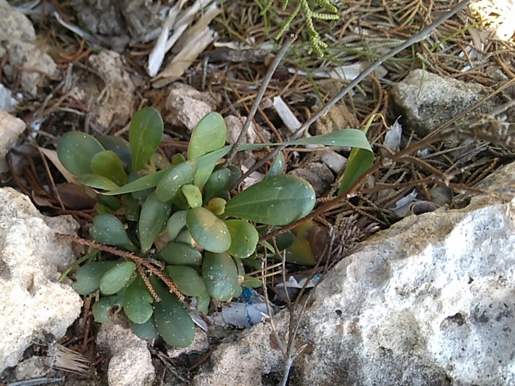 Coca marina Limonium artruchium, una planta exclusiva de Menorca