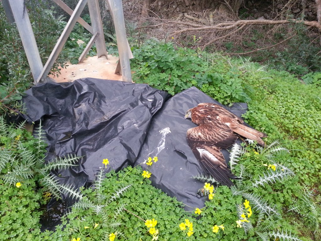 El milà mort al peu de la torre