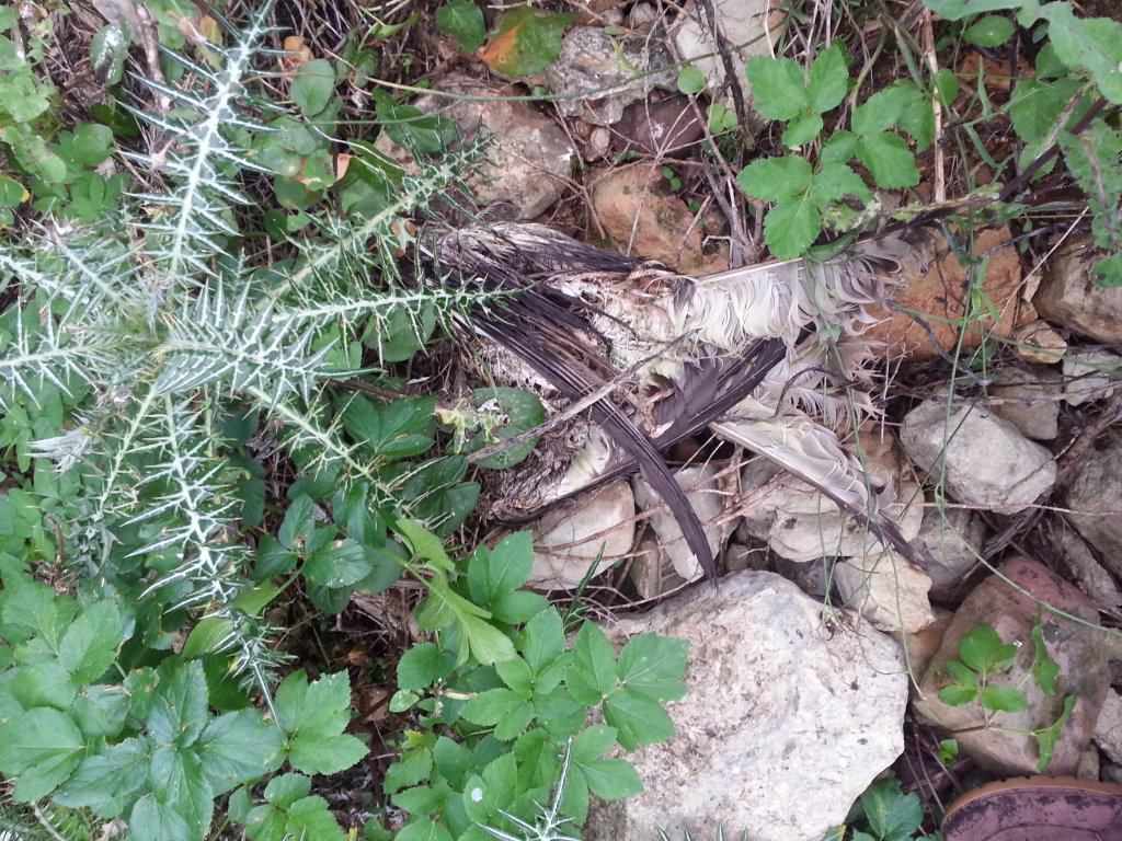 Un segon exemplar al peu de la torre, mort de fa més temps