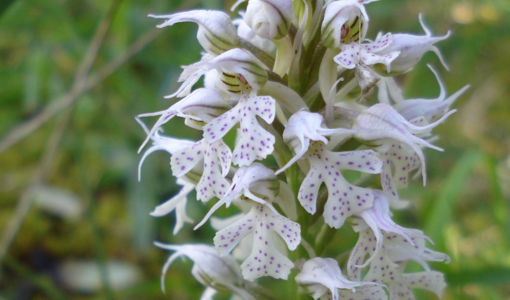 Les abelletes (Neotinea conica) són una de les primeres orquídies a florir