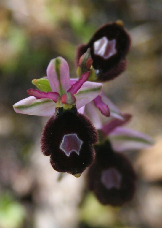 Ophrys balearica, una orquídia que podem observar a Menorca.