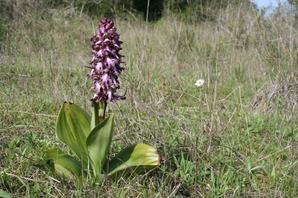 Mosques grosses (Himantoglossum robertianum), la primera de les orquídies a florir