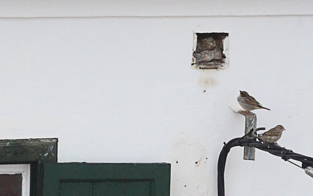 Els forats de bastida són un refugi essencial pels ocells urbans