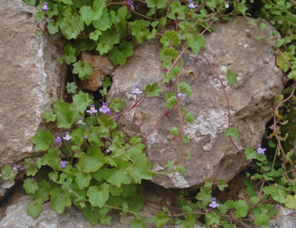 La picardia (Cymbalaria muralis) viu exclusivament en ambients urbans