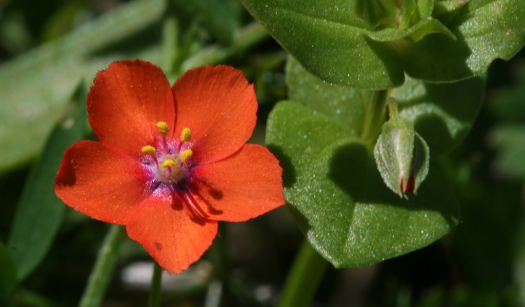 Picapoll o tinya, una planta comuna a Menorca