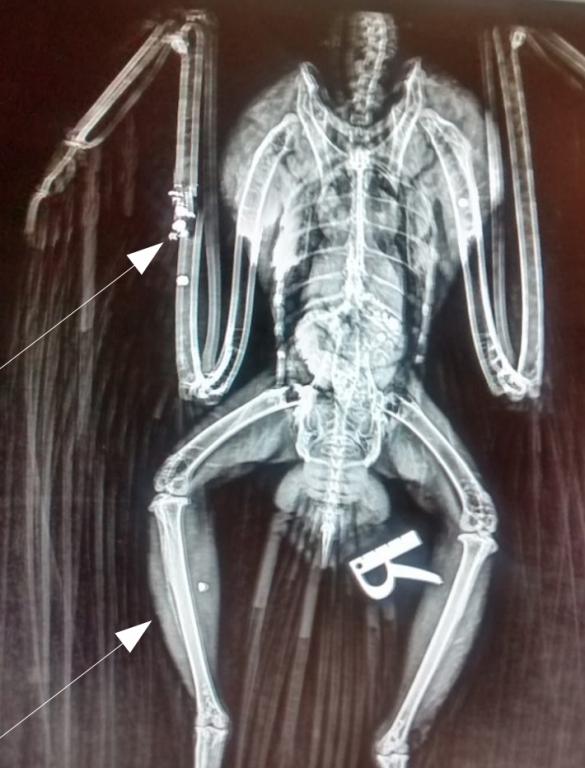 Radiografia del soter on s'aprecien perdigons i la fractura d'ala