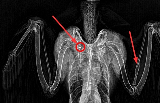 Radriografia del falcó ingressat al Centre del GOB