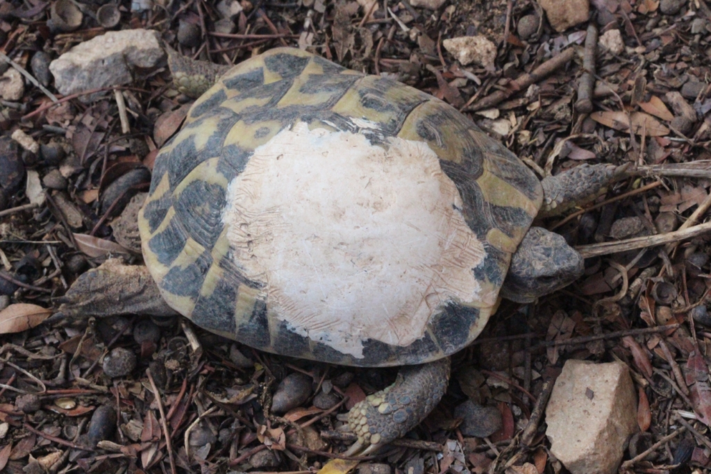 Tortuga recuperant-se d'un atropellament