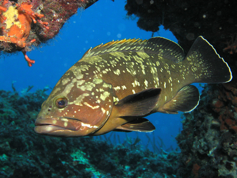 diving center fornells