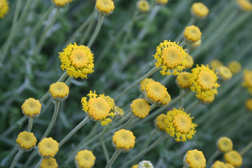 La camamil·la és una de les plantes típiques de la costa de tramuntana