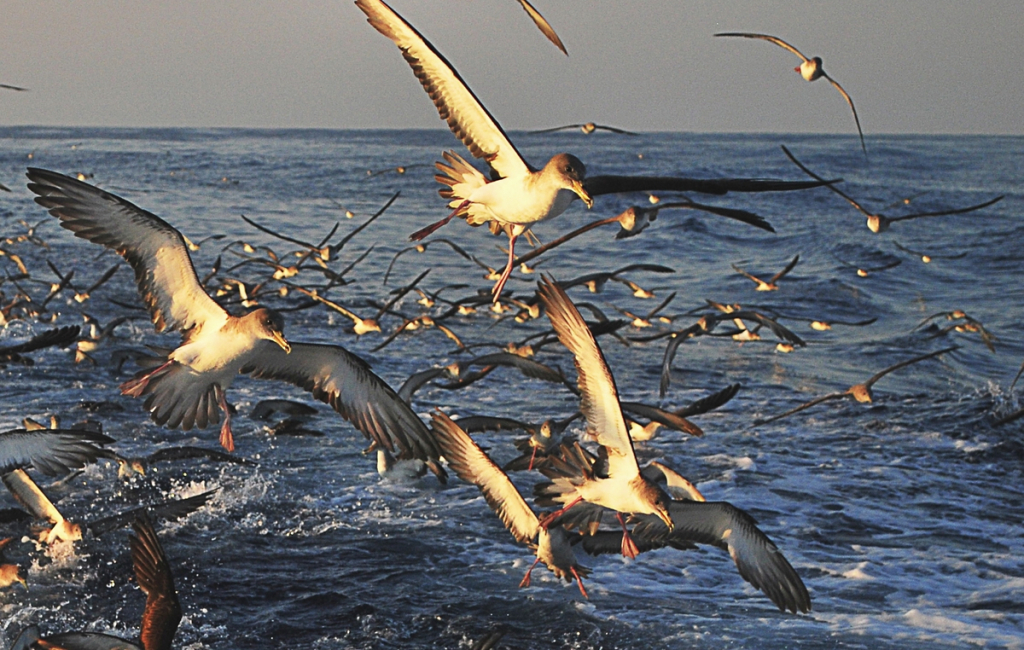 Esbart de baldritges seguint una barca de pesca