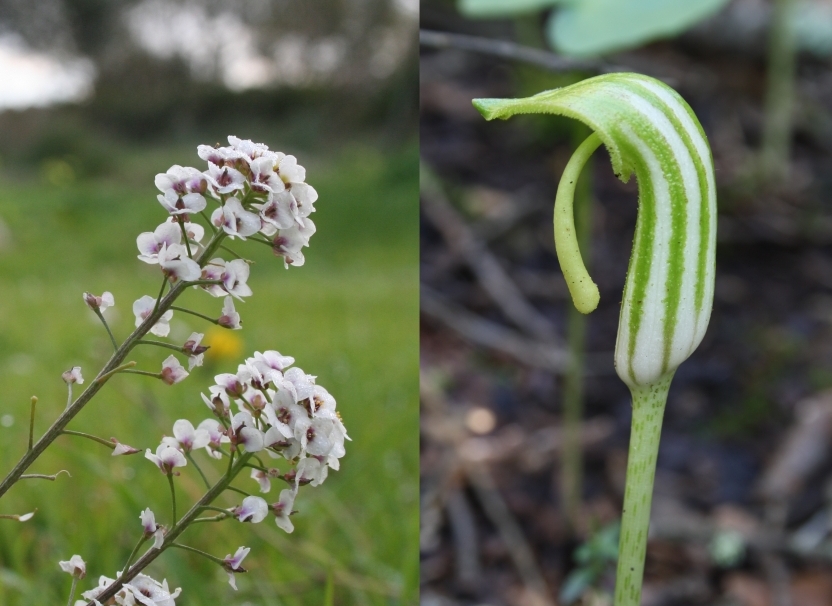 El morrissà i el frare cugot, dues de les plantes que ara estan florides