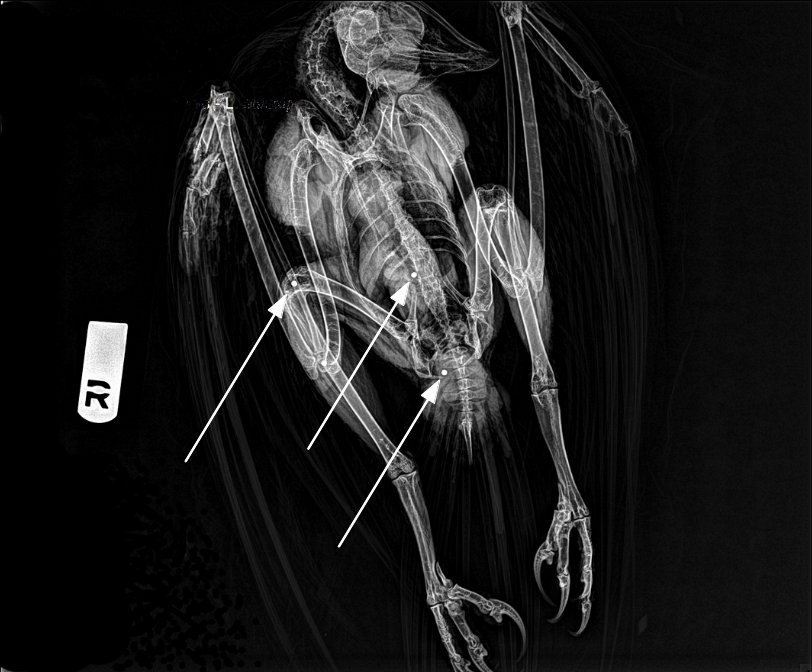 Radiografia del soter on es veuen alguns dels perdigons que el van abatre