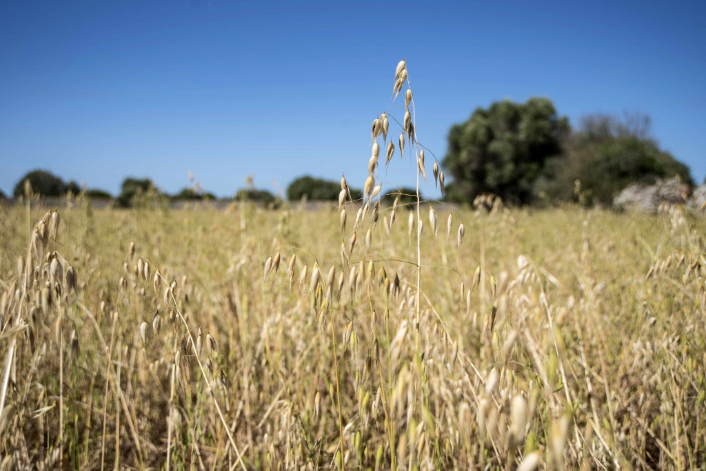 Seminari d'Agricultura i Medi Ambient