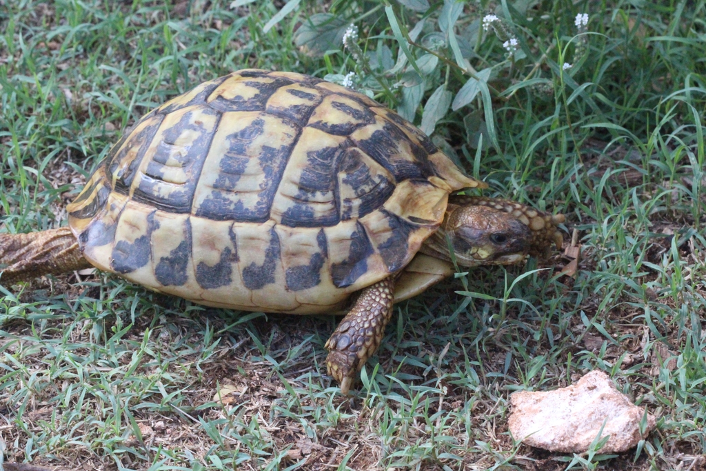 Tortuga de terra