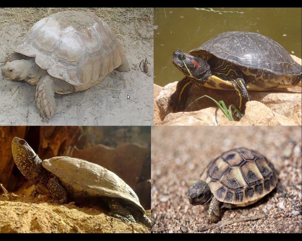 Les tortugues de l'Hospital d'Animals