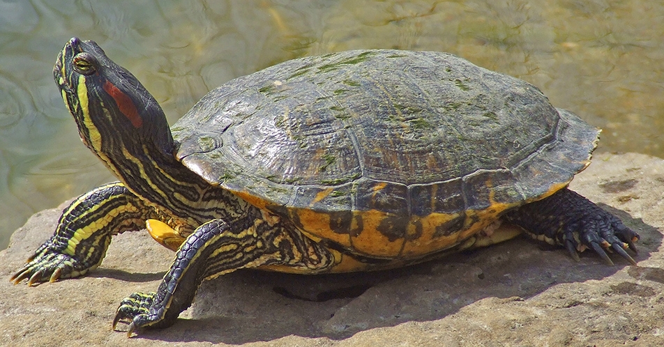 Tortuga de Florida, una espècie invasora a Menorca.