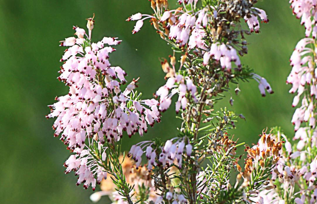 Xipell (Erica multiflora), un bruc que floreix a la tardor