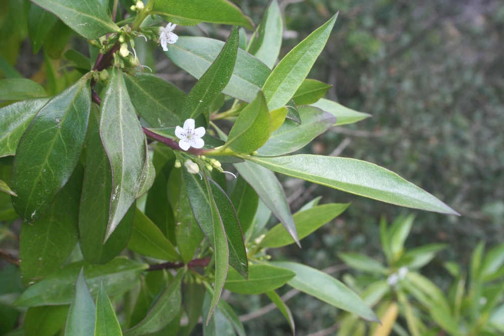 El Myoporum, emprada per fer tanques, també invadeix espais naturals