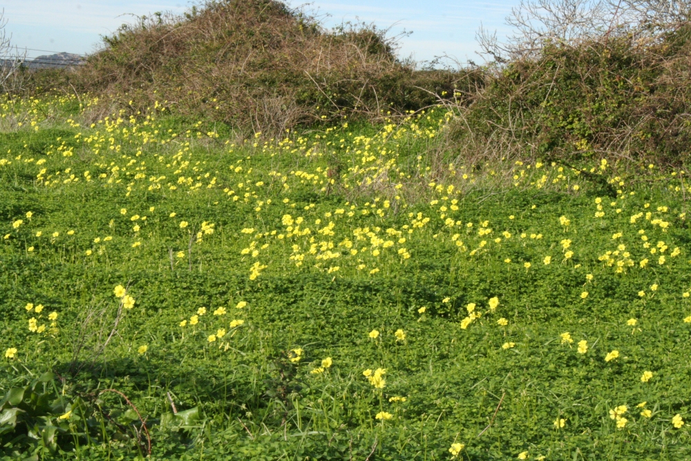 Flor d'avellana, fel-i-vinagre o vinagrella, una planta invasora que ha infestat l'illa