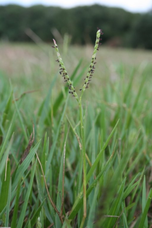 El gram d'aigua (Paspalum) és un gran perill a les petites zones humides