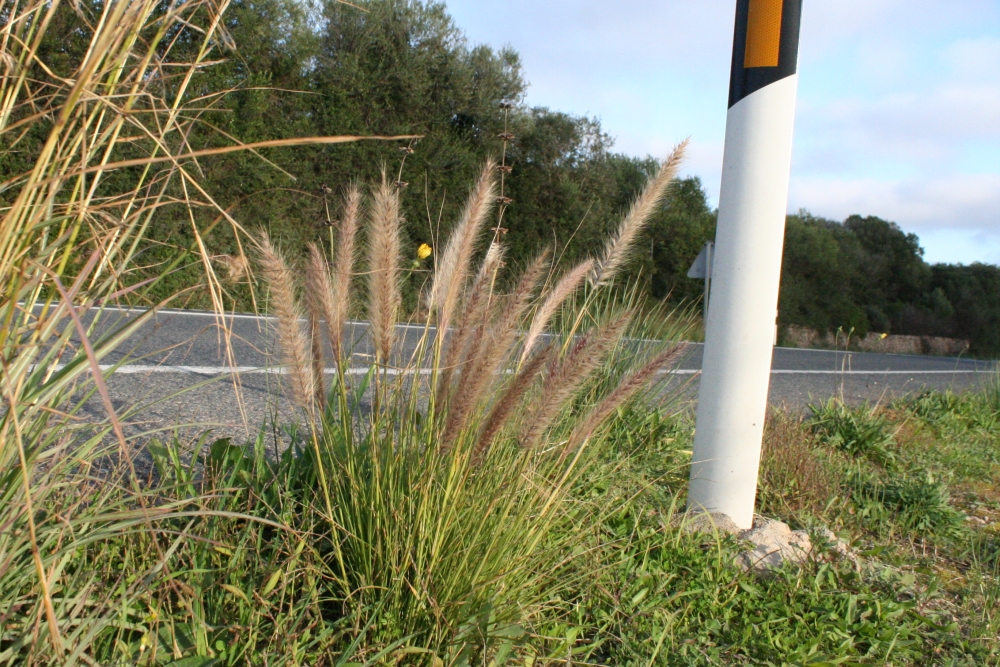 Kikuiu (Pennisetum setaceum), ha començat a escampar-se a Menorca