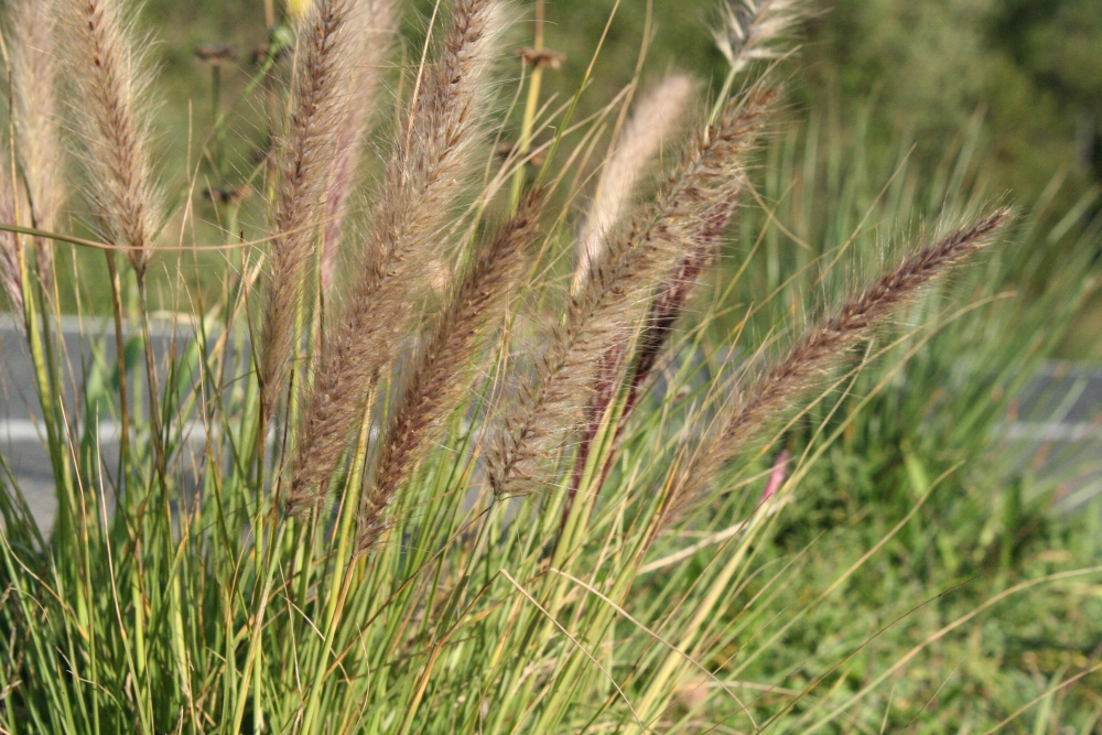 Kikuiu (Pennisetum setaceum), ha començat a escampar-se a Menorca