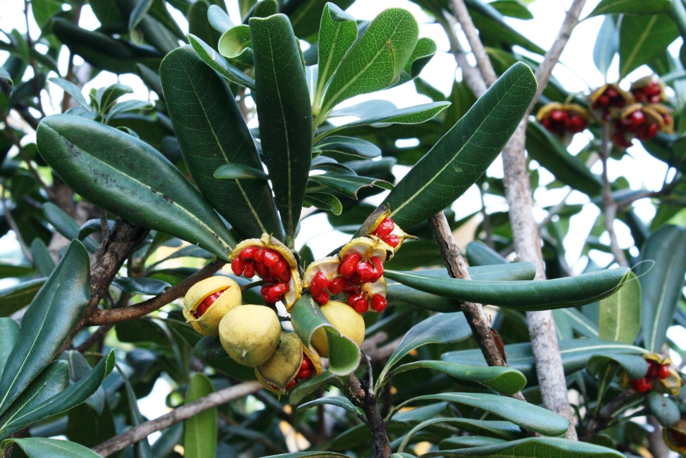 Al pitosporum l'escampen els ocells